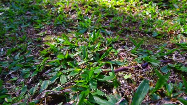 Vers de terre entourent par de nombreuses fourmis — Video