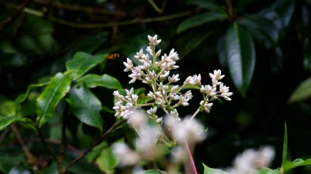 Mosca y flores silvestres — Vídeo de stock