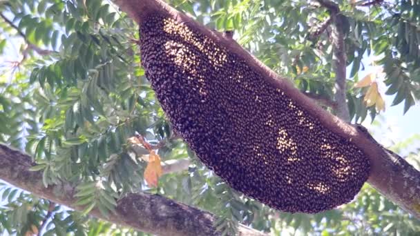 Colmena de abejas en el árbol — Vídeos de Stock