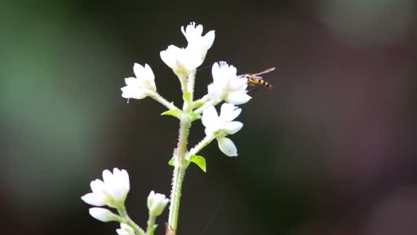 Hoverfly e fiori selvatici — Video Stock