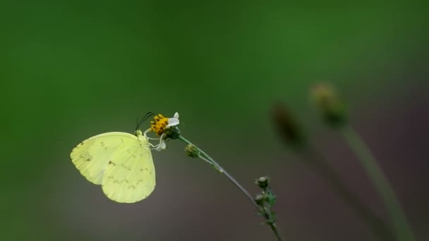 Бабочка и цветок сорняков — стоковое видео