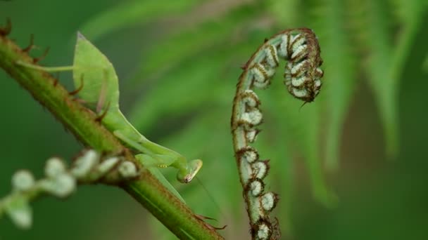 Mantis op jonge varens tak — Stockvideo