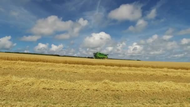Сбор комбайнов созревшей пшеницы в поле — стоковое видео