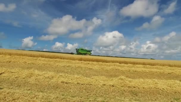 Green combine harvester, harvesting ripe wheat in field on a sunny day. — Stock Video