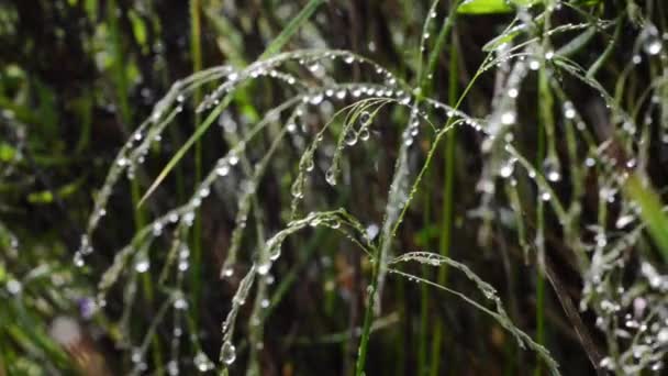 Водяні краплі на диких травах після дощу . — стокове відео
