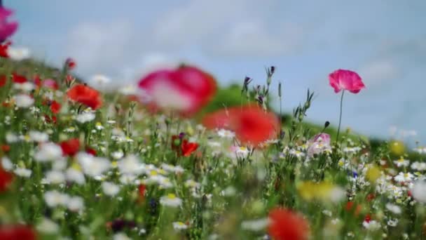 Vilda vallmo och prästkragar, försiktigt blåser i vinden på en solig sommardag — Stockvideo