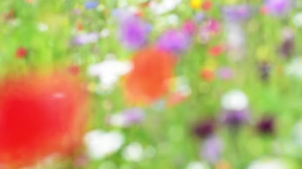 Soft focus wild poppies and daisies, gently blowing in wind on a sunny summers day — Stock Video