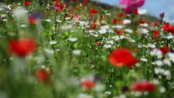 Погружённые кадры цветущих полевых цветов в полном расцвете, мягко раскачивающиеся и качающиеся на ветру в солнечный летний день — стоковое видео