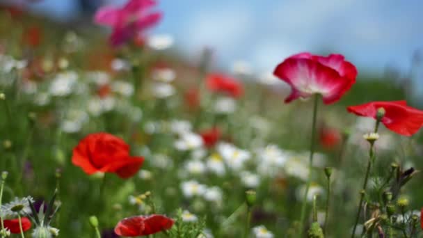 Uppslukande, öga nivå bilder av blommor i ängen av vallmo och prästkragar, på en solig sommardag — Stockvideo