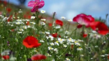 Yakın çekim yaz aylarında güzel yumuşak odak kır çiçekleri