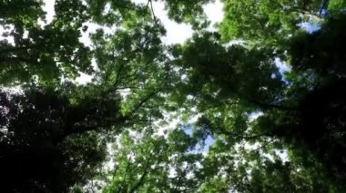 Yazları ılıman orman ağaç gölgelik hareket yukarı doğru görünümü