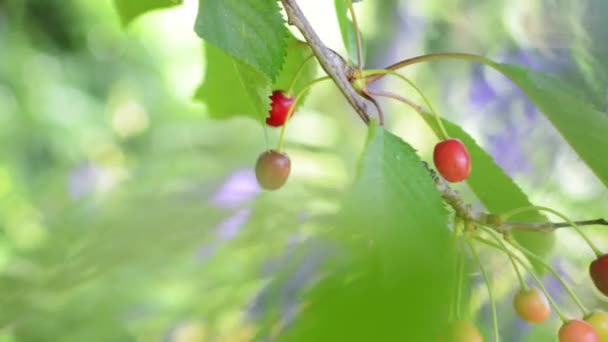 Grabación de cerezas en el árbol con frutas y hojas suavemente soplando en el viento, con aspectos pastel de enfoque suave — Vídeo de stock