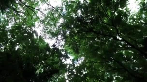 Повільно рухаючись, дивлячись вгору по дереву, з сонцем крізь листя, влітку . — стокове відео