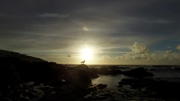 Un gabbiano solitario che guarda verso il mare con il sole che tramonta e le onde che lambiscono con la marea che esce . — Video Stock
