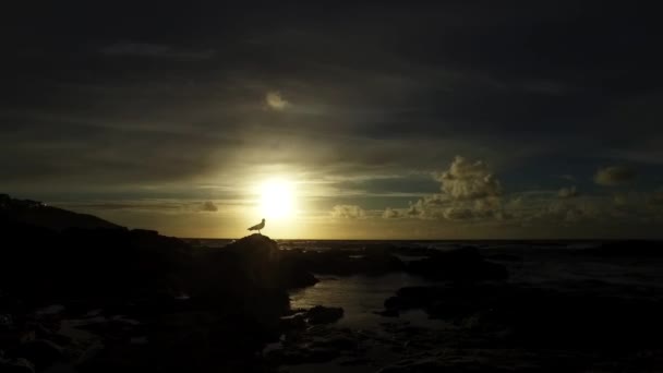 Eine Pfanne mit einsamen Möwen, die auf das Meer blicken, während die Sonne untergeht und die Wellen mit der Flut brechen, die ausgeht. — Stockvideo