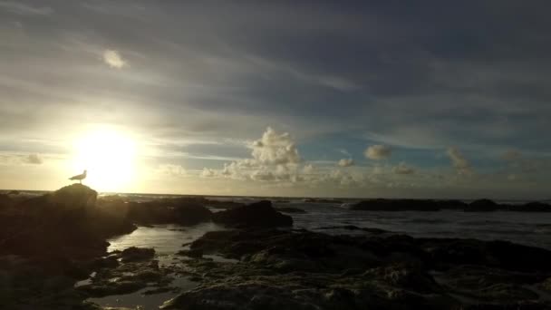 Pan lento de marea que sale con suaves olas chapoteando sobre rocas y llenando piscinas de rocas y una gaviota observando el atardecer sobre el mar . — Vídeo de stock