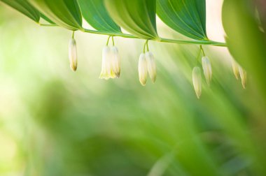 Çiçekli Süleyman Mührü (Polygonatum parfümü). Seçici odak ve alanın sığ derinliği.