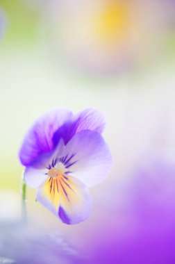 Menekşe çiçeklerine yağmur damlaları (Viola sp.). Seçici odak ve alanın sığ derinliği.