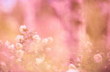 Bahçedeki beyaz güller