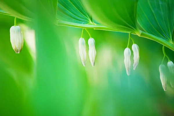 Flowering Solomon Seal Polygonatum Odoratum Selective Focus Shallow Depth Field — Stock Photo, Image