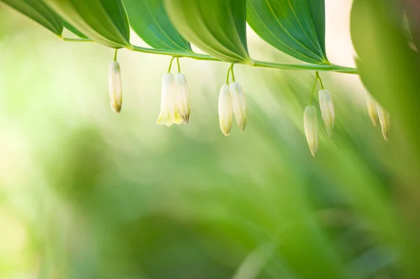 Flowering Solomon Seal Polygonatum Odoratum Selective Focus Shallow Depth Field — Stock Photo, Image