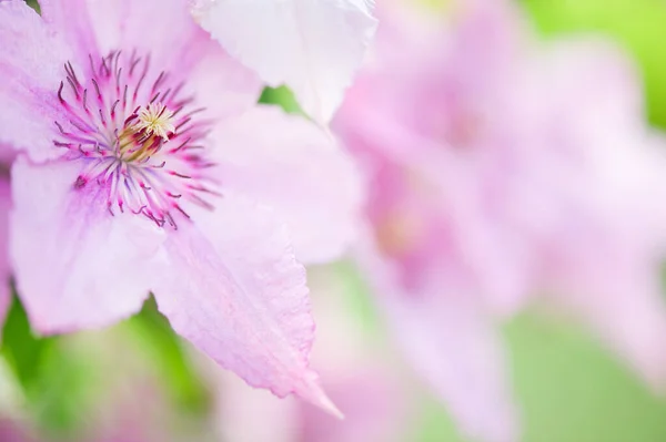 Nahaufnahme Einer Clematis Blume Garten Selektiver Fokus Und Geringe Schärfentiefe — Stockfoto