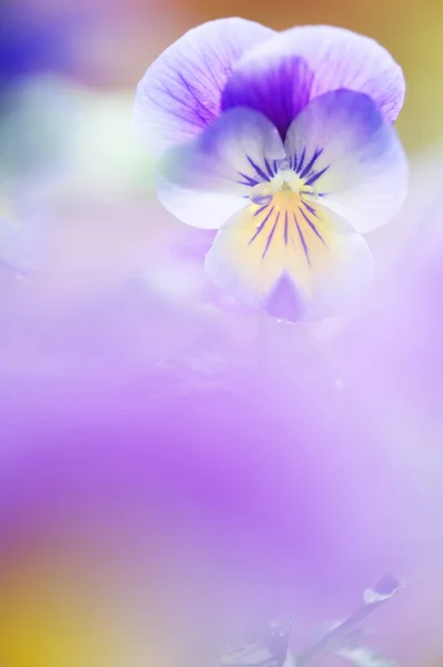 Raindrops Violet Flower Petals Selective Focus Shallow Depth Field — Stock Photo, Image