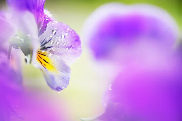 Raindrops Violet Flower Viola Petals Selective Focus Shallow Depth Field — Stock Photo, Image