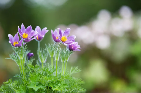 Pasque Flower Pulsatilla Vulgaris Springtime — Stock Photo, Image