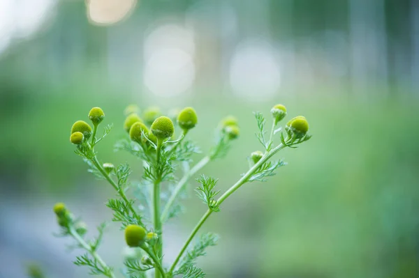 Matricaria Discoidea Wild Chamomile Pineappleweed — Stock Photo, Image