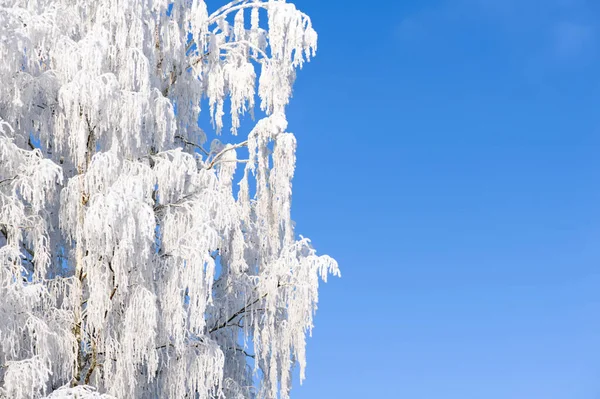 Matte Berkenboom Tegen Blauwe Lucht Wintertakken Met Copyspace — Stockfoto