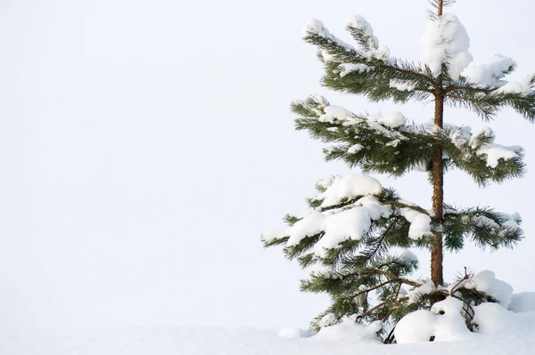 Samotna Sosna Szkocka Pinus Sylvestris Śnieżnym Zimowym Krajobrazie — Zdjęcie stockowe