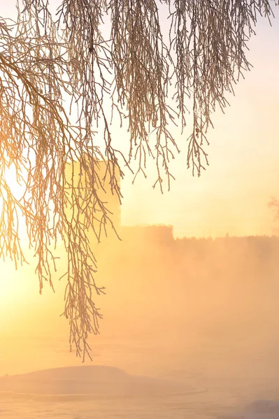 霜が夕日に対して木の枝を覆いました 寒い冬の日に水から昇る霧 — ストック写真