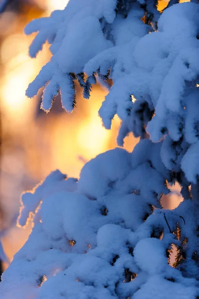 冬天的森林 白雪覆盖的云杉树枝 — 图库照片
