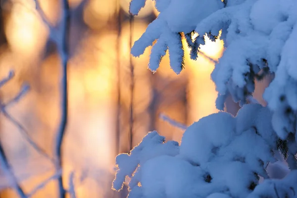 Bosque Invierno Ramas Abeto Cubiertas Nieve —  Fotos de Stock