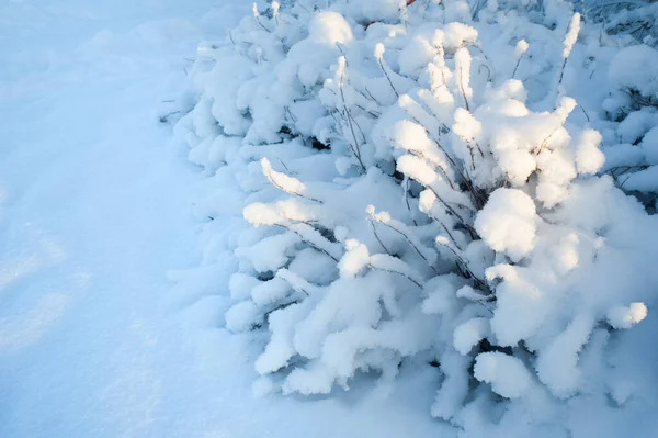 Gałęzie Krzewów Pokryte Śniegiem — Zdjęcie stockowe