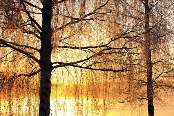 冬の風景をバックライトに霜に覆われた白樺の木 Betula Penula 低角度の太陽によって — ストック写真