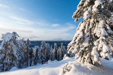 Finlandiya Koli Ulusal Parkı 'nda kış manzarası