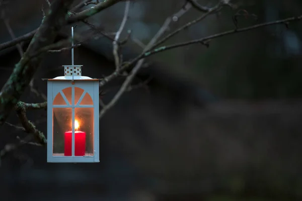 Lanterna Appesa Ramo Albero Focus Selettivo Bassa Profondità Campo — Foto Stock