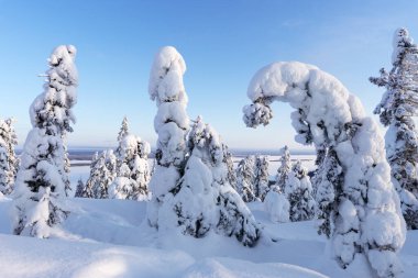 Finlandiya 'daki Koli Ulusal Parkı' nda karlı ağaçlarla kaplı kış manzarası. Arka planda Pielinen Gölü.