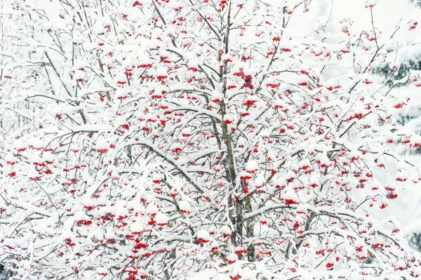 Winter Forest Rowan Tree Snowfall — Stock Photo, Image