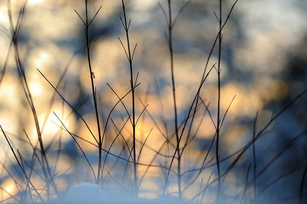 Sibirya Dogwood Cornus Alba Sibirica Güneşin Batmasına Karşı Karda Dallanır — Stok fotoğraf