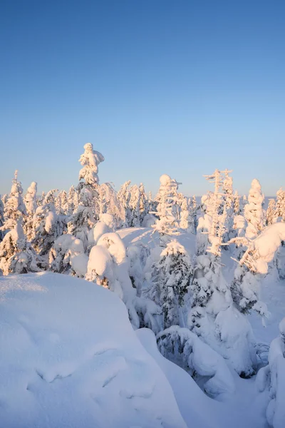 Paisaje Invernal Parque Nacional Koli Finlandia — Foto de Stock