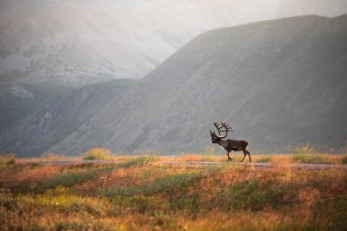 Cennet gibi dağ manzarasında boynuzlu ren geyiği. Finnmark, Varanger Yarımadası, Norveç
