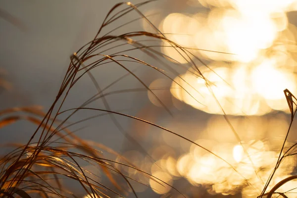 Batan Güneşin Aydınlattığı Kuru Otlar Bulanık Bokeh Arkaplan — Stok fotoğraf