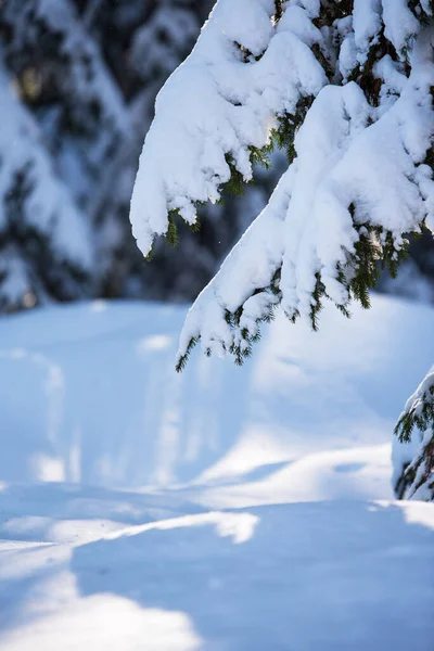 Branches Épinette Couverte Neige Picea Abies Concentration Sélective Faible Profondeur — Photo