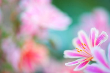 Lewisia Cotyledon çiçeğinin yakın çekimi. Anterlere odaklan, yüzeysel alan derinliği.