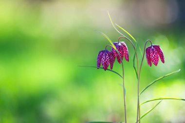 Yılanın baş zambağı (Fritillaria meleagris) arka planda dağınıklığa karşı. Sığ alan derinliği.