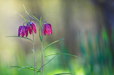 Yılanın baş zambağı (Fritillaria meleagris) arka planda dağınıklığa karşı. Sığ alan derinliği.
