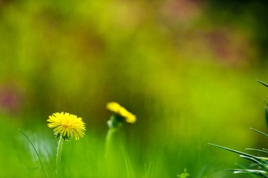Karahindiba çiçekleri (Taraxacum officinale) çimlerin üzerinde. Seçici odak ve alanın sığ derinliği.